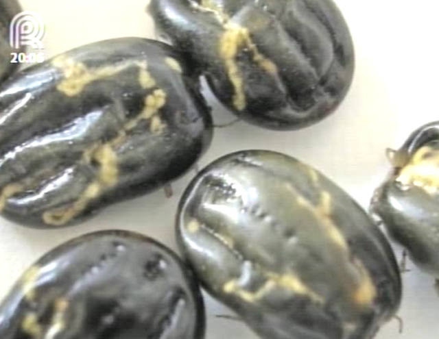Veja dicas para controlar o carrapato e evitar prejuízos