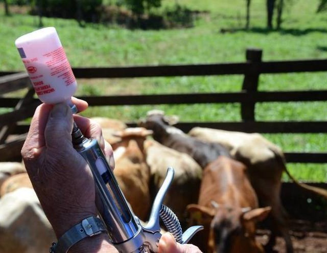 Kátia Abreu promete país livre de aftosa com vacinação em 2016