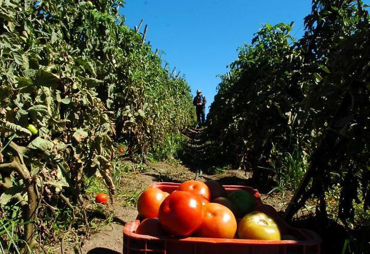 Preços dos produtos agrícolas atacadistas sobem 1,78%, aponta FGV