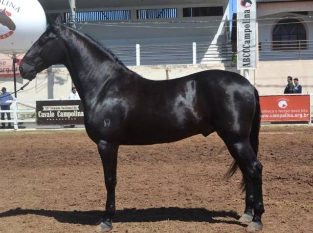 Cavalo campolina destaca-se como grande marchador
