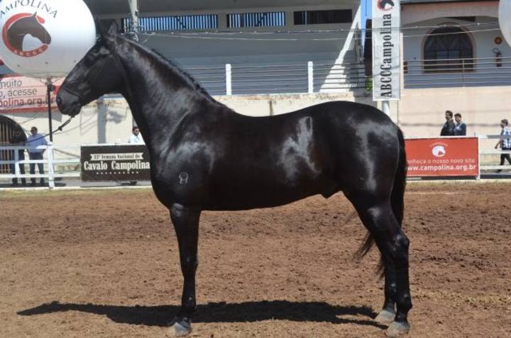 Cavalo campolina destaca-se como grande marchador