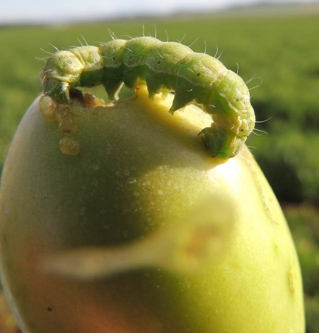 Portaria prorroga emergência fitossanitária para helicoverpa no Piauí