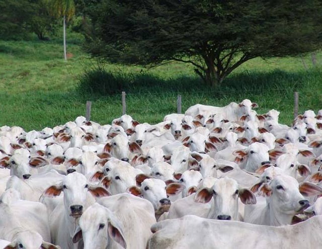 GO: feira busca melhora na qualidade da carne