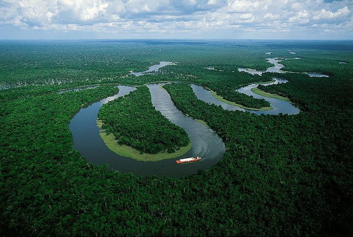 Dia da Proteção das Florestas: veja 6 razões para preservar os ecossistemas