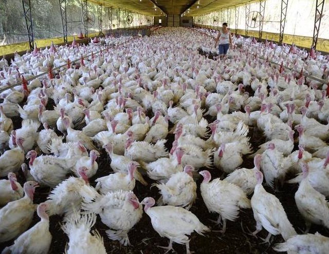 USDA confirma caso de gripe aviária em propriedade na Califórnia