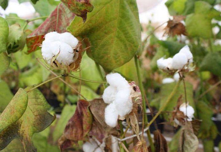 Pragas de difícil controle como a Helicoverpa armigera podem colocar em risco sustentação da cotonicultura