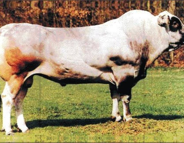 Dupla musculatura do gado piemontês garante melhor rendimento da carcaça