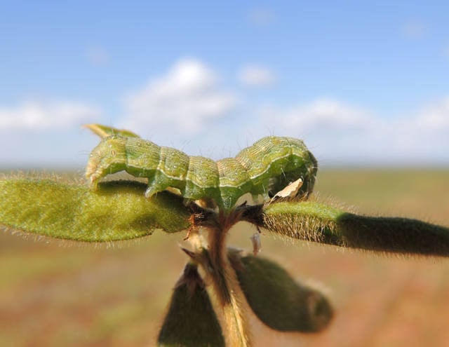 Aprosoja pede renovação da emergência fitossanitária no Piauí
