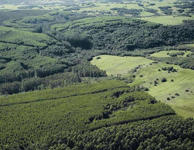 STF quer discutir revisão de pontos do Código Florestal