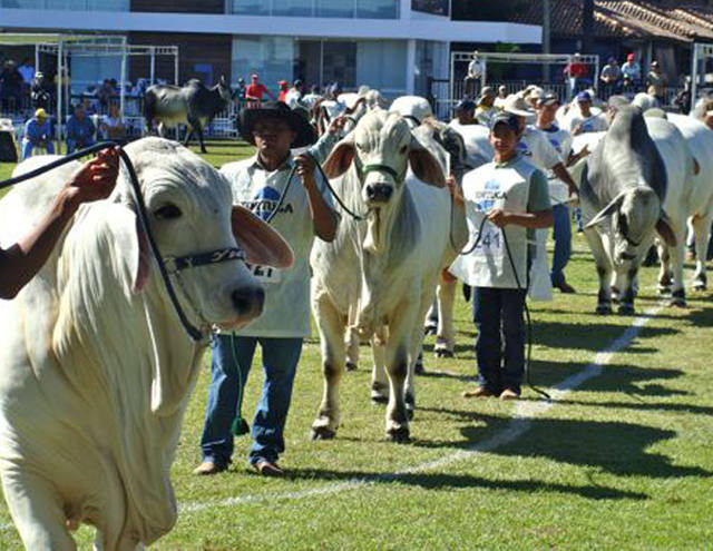 Fonte: Canal Rural