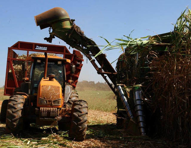 Pesquisa aponta que 61% das usinas deixam palha nas lavouras