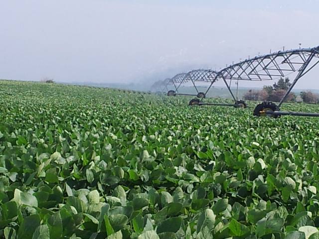 Fonte: Pedro Silvestre/Canal Rural