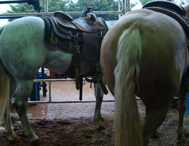 Confirmado primeiro caso de mormo em Alegrete (RS)