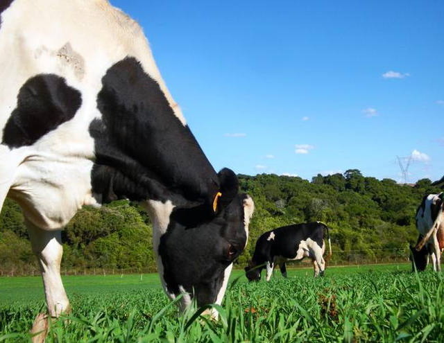 Custo de produção da pecuária leiteira volta a subir