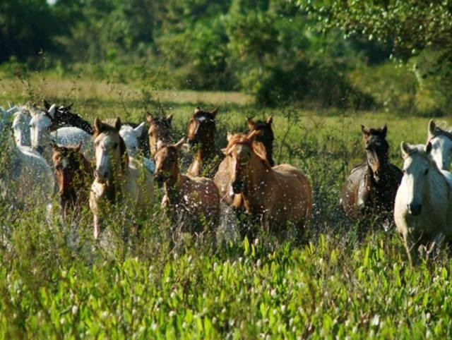 Cavalo pantaneiro se destaca pelo baixo custo de manutenção, resistência e versatilidade