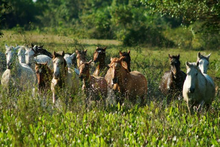 Cavalo pantaneiro se destaca pelo baixo custo de manutenção, resistência e versatilidade