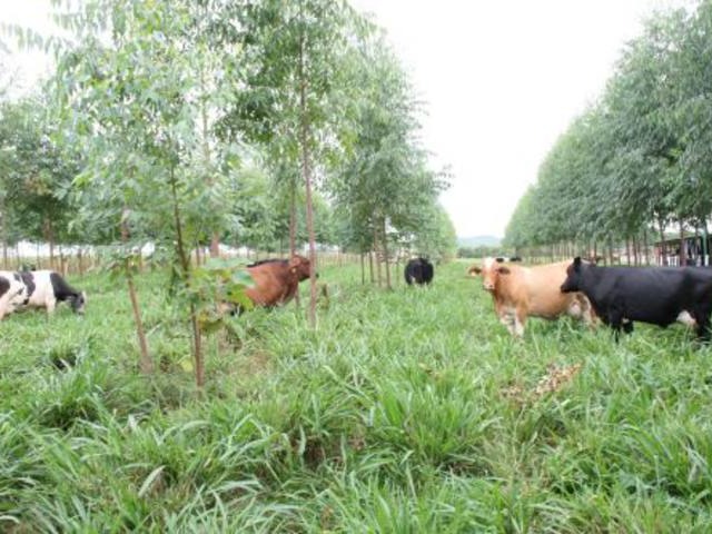 Tecnologia do Campo traz novidades no sistema de agricultura e pecuária sustentável