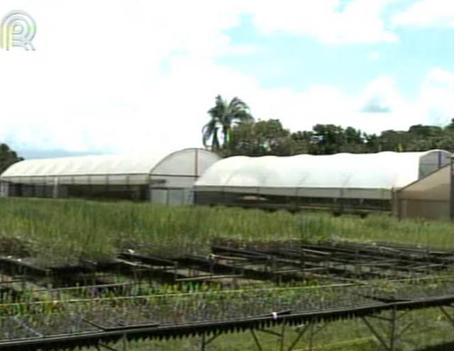 Tecnologia do Campo mostra uma nova técnica de multiplicação de cana com uso de mudas pré-brotadas