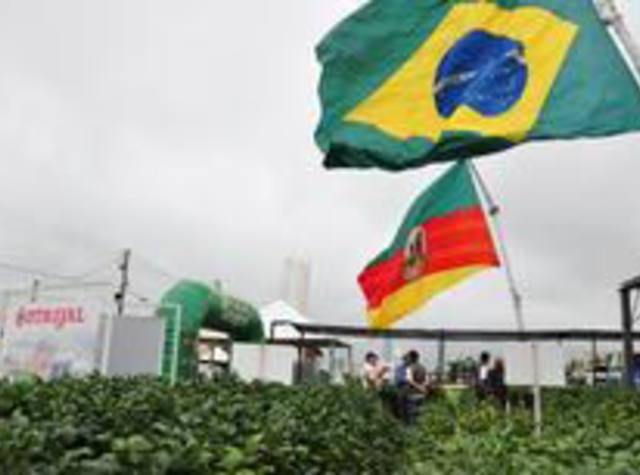 Área de plantio de trigo no Rio Grande do Sul pode aumentar até 10%