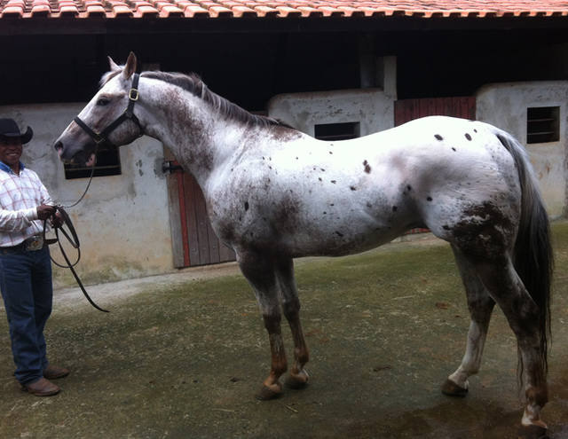 Raça appaloosa tem 25 mil cavalos registrados no país
