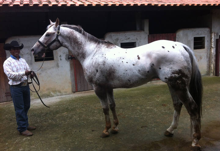 Raça appaloosa tem 25 mil cavalos registrados no país