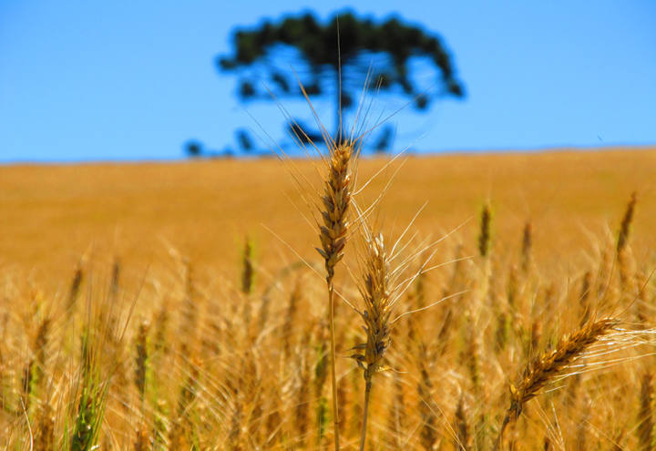 Governo federal pretende estimular plantio de trigo com Plano Safra de Inverno