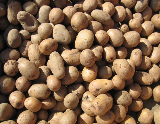 Preço da batata não cobre custos de produção