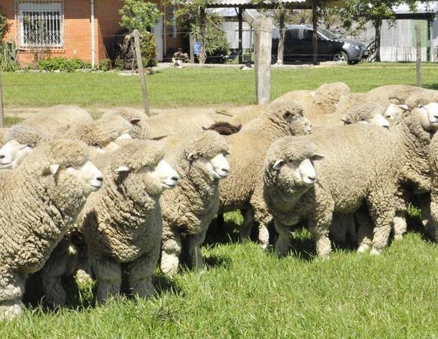Raça de ovinos corriedale representa 60% do rebanho do Rio Grande do Sul