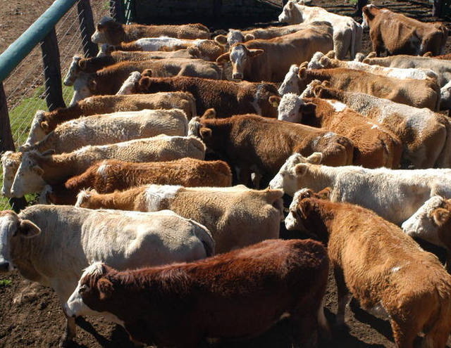 Oferta de boiadas está curta em São Paulo