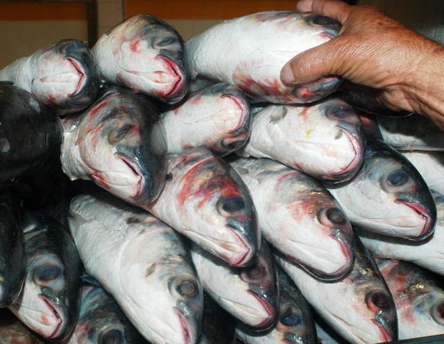 Vigilância Sanitária do Rio intensifica fiscalização ao pescado na Semana Santa