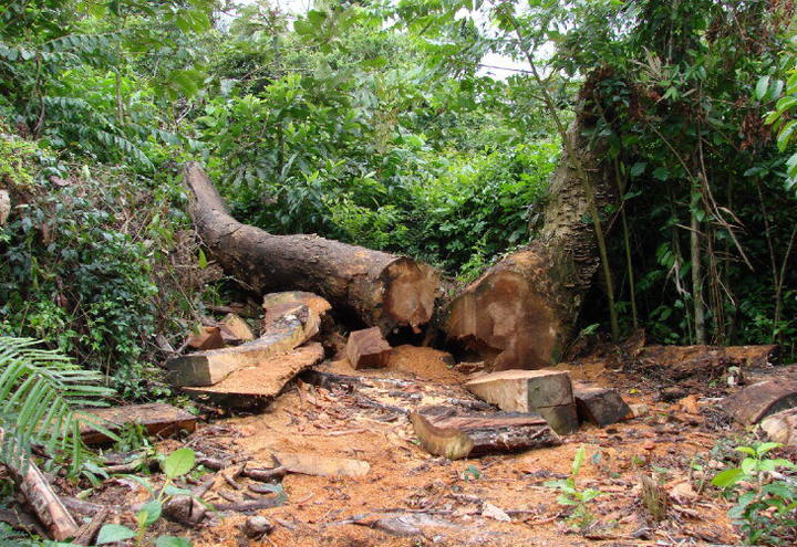 Entenda como deve ser a composição de Reserva Legal de acordo com o novo Código Florestal