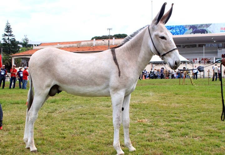 Conheça o jumento pêga, o bom de sela mineiro