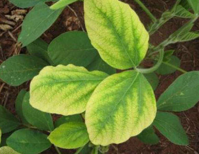 União Europeia quer estender liberação temporária para glifosato