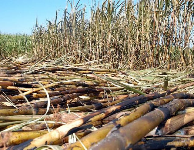 Fonte: Reprodução/Canal Rural