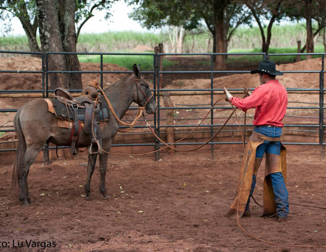 O segredo da doma para condicionamento do cavalo é notícia mais lida da semana