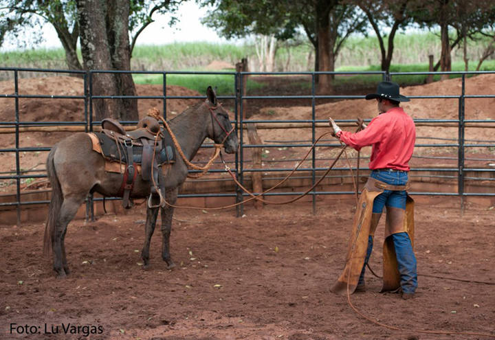 O segredo da doma para condicionamento do cavalo é notícia mais lida da semana