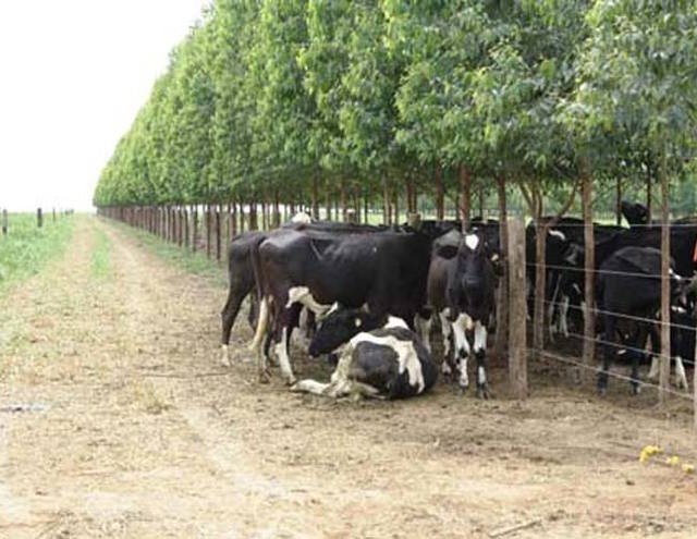 Curso de Integração Lavoura-Pecuária-Floresta começa dia 30 de novembro na Embrapa