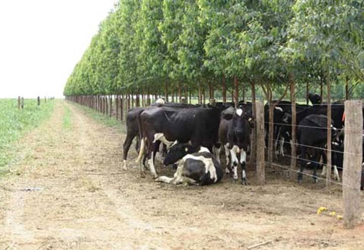 Curso de Integração Lavoura-Pecuária-Floresta começa dia 30 de novembro na Embrapa