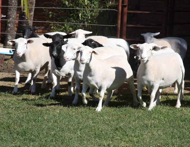 Ovinos dorper se destacam pela qualidade da carne