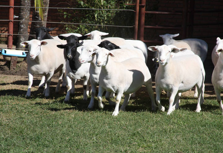 Ovinos dorper se destacam pela qualidade da carne