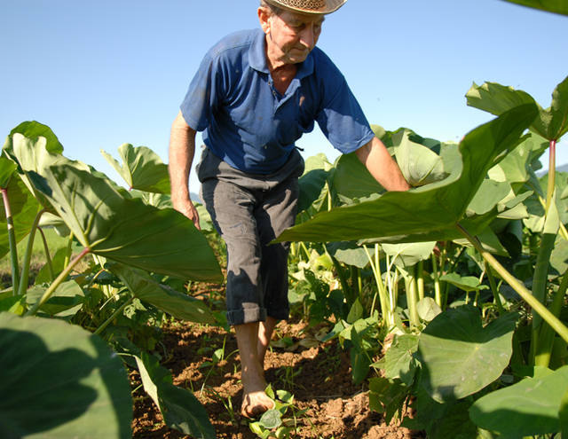 4 passos para garantir a aposentadoria no campo