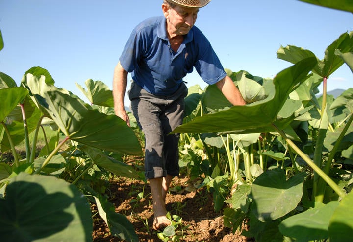 4 passos para garantir a aposentadoria no campo