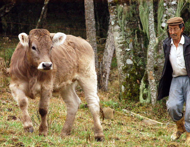 Gado pardo suíço apresenta bom desempenho na produção de leite