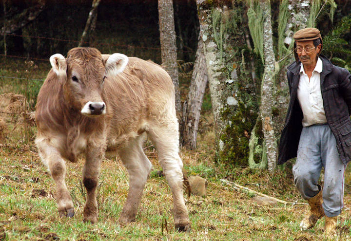 Gado pardo suíço apresenta bom desempenho na produção de leite