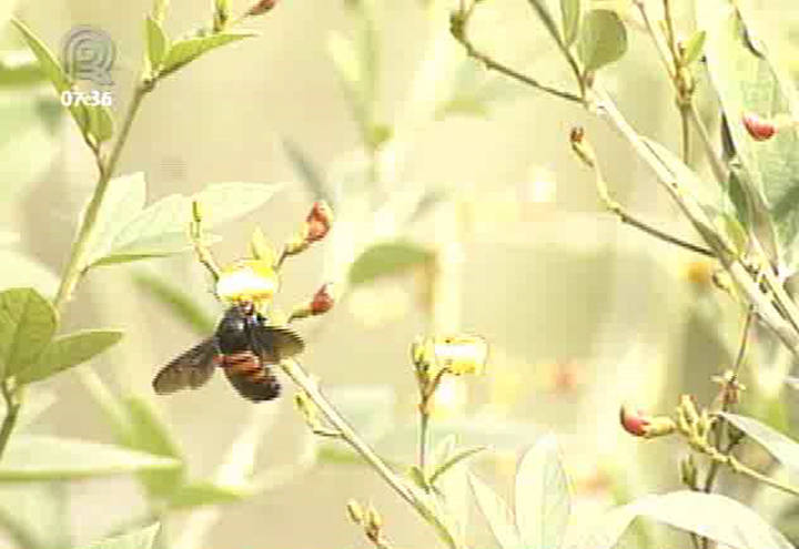 Pesticida reduz capacidade de polinização, aponta estudo