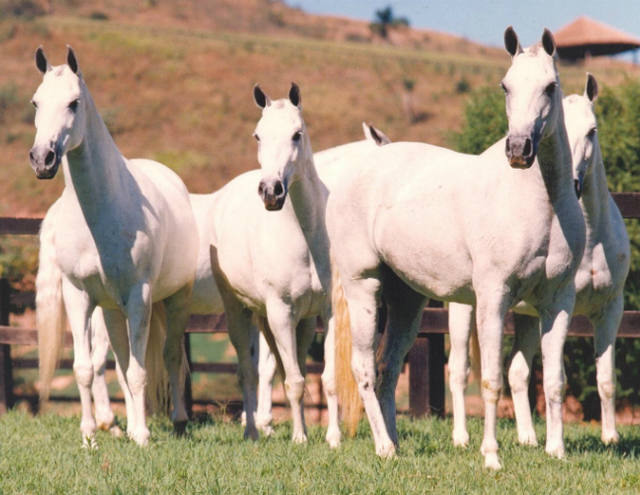 Cavalo mangalarga reúne bons andamentos, resistência e docilidade