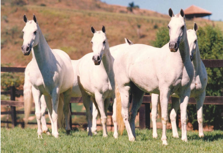 34ª Exposição do Mangalarga Marchador começa na próxima semana