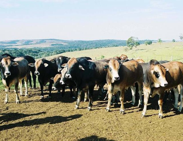 Criadores apostam na raça Rubia Gallega para produzir carne mais saudável