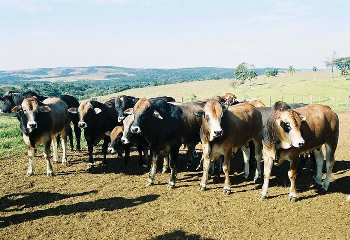 Criadores apostam na raça Rubia Gallega para produzir carne mais saudável