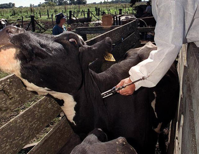Mato Grosso deve suspender vacinação contra febre aftosa em quatro anos